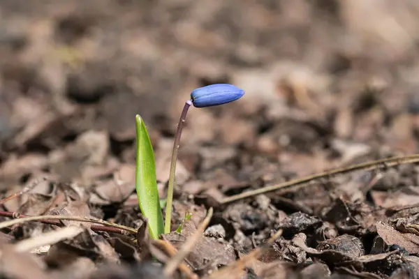 Jediného sibiřská squill rostlina s bud — Stock fotografie