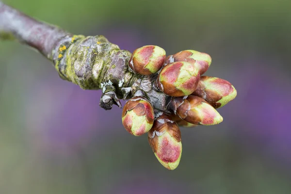 Ramoscello di ciliegio con boccioli — Foto Stock