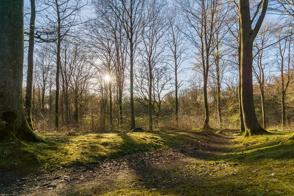 Spring forest in HDR — Stock Photo, Image