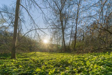 Orman yaşlı zemin ile takas