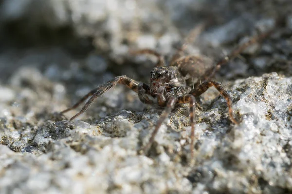 Pequena aranha em uma rocha — Fotografia de Stock