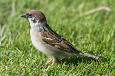 Avrasya Ağaç Serçesi