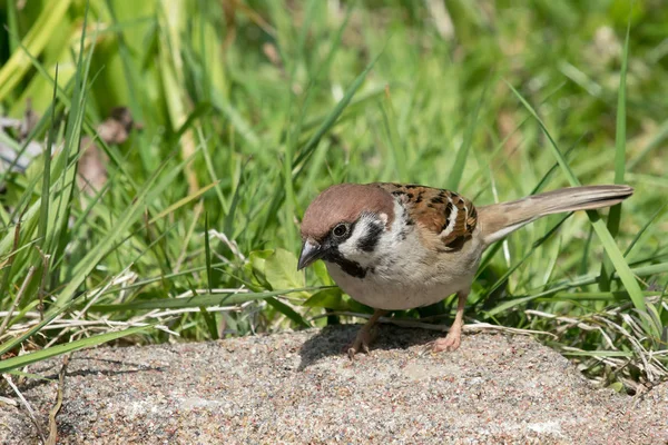 stock image Eurasian tree sparrow