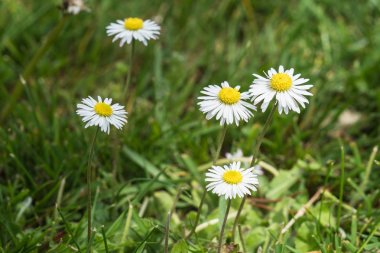 Bellis çiçekler bir çim