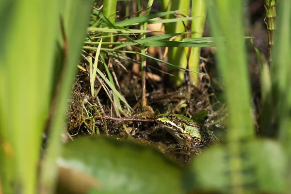 Skryté zelená žába — Stock fotografie