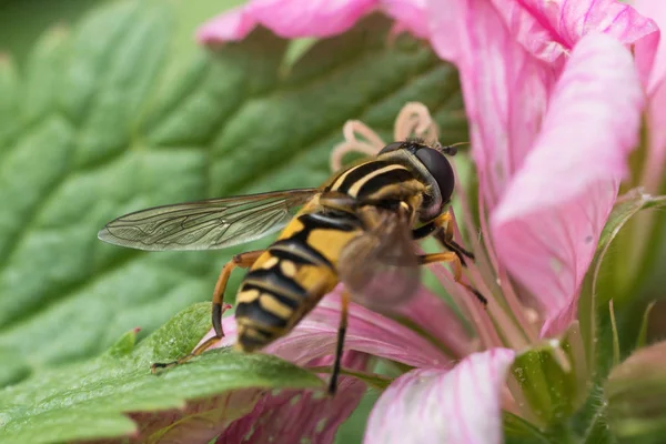 Hoverfly i geranium blomma — Stockfoto