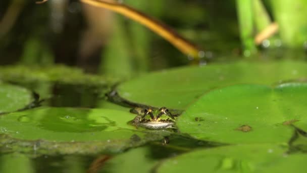 Kleine groene kikker in een vijver — Stockvideo