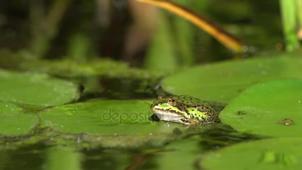 Small green frog in a pond — Stock Video