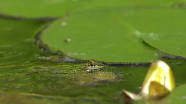 Bir havuzda küçük yeşil kurbağa