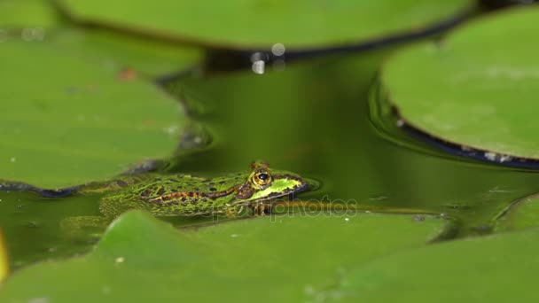 Mały zielony żaba w stawie — Wideo stockowe