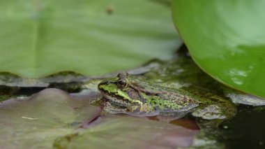 Sudaki yeşil kurbağa