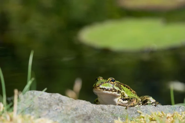Zelená žába na skále — Stock fotografie