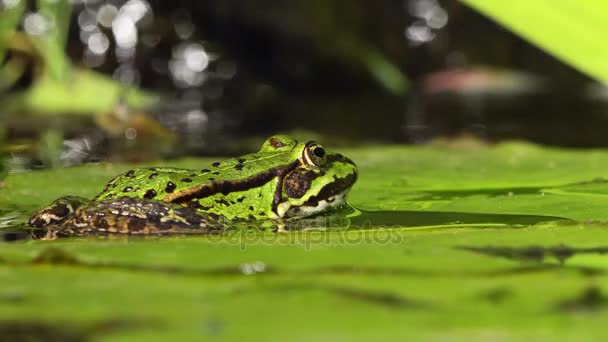 Groene kikker op een waterlelie blad — Stockvideo