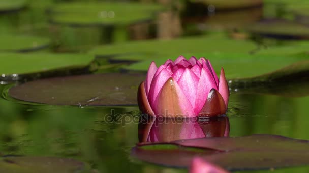 Giglio d'acqua rosso fiore — Video Stock