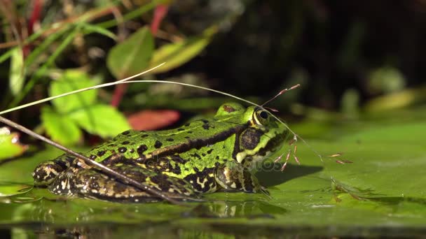 Groene kikker op een waterlelie blad — Stockvideo