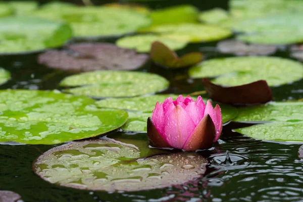 赤い水ユリの花と葉 — ストック写真