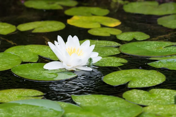 白いスイレンの花と葉 — ストック写真