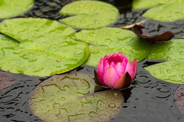 赤い水ユリの花と葉 — ストック写真