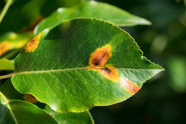 Leaves with pear rust — Stock Photo, Image
