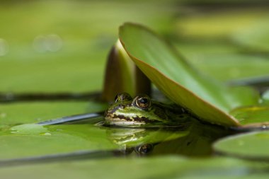 Sudaki yeşil kurbağa