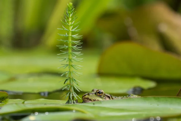 Green frog in the water — Stock Photo, Image