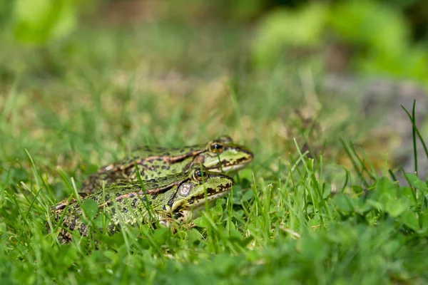 Two green frogs on the lawn — Stock Photo, Image