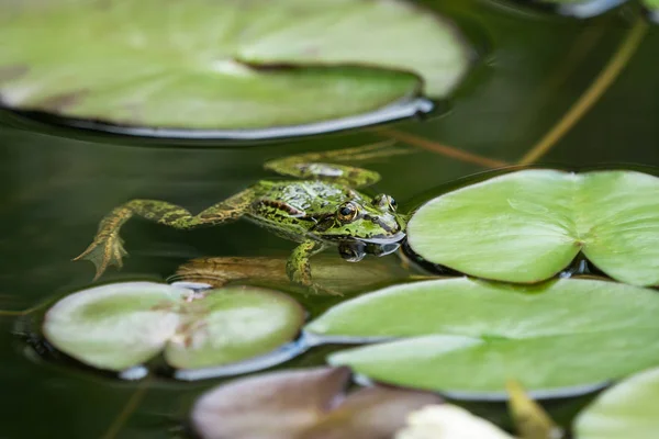 Grüner Frosch im Wasser — Stockfoto