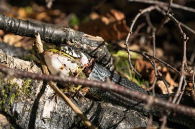 Yeşil kurbağa yılanla çimen
