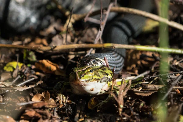 Serpente de relva com rã verde — Fotografia de Stock