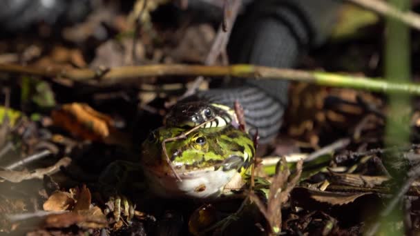 Serpiente de hierba con video de rana verde — Vídeo de stock