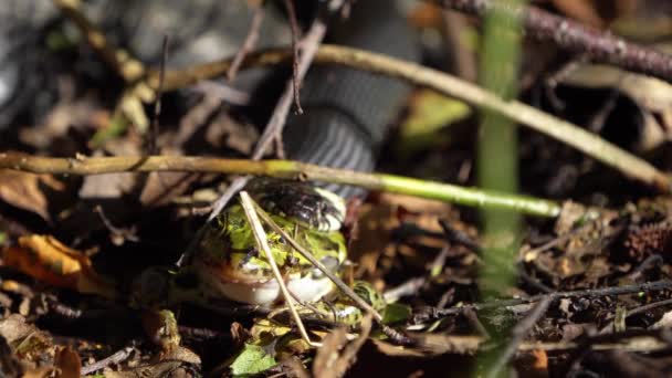 Serpiente de hierba con video de rana verde — Vídeos de Stock
