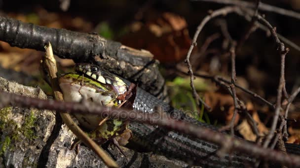 Grass snake eating green frog video — Stock Video