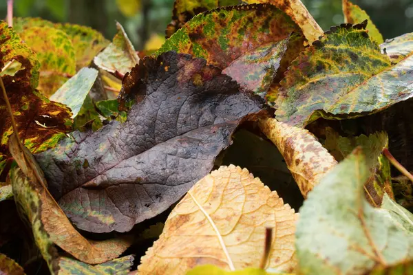 Düşen elma yaprakları yakın çekim