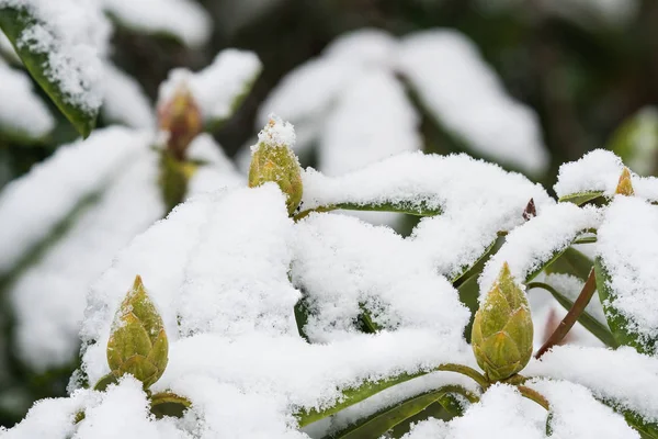 Rhododendron är täckt av snö — Stockfoto