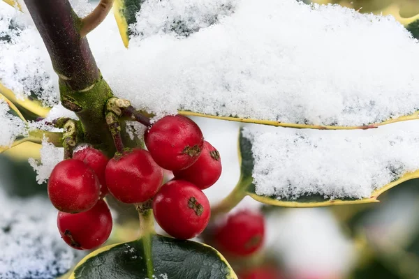 Common Holly with snow — Stock Photo, Image