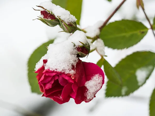 Červená růže se sněhem — Stock fotografie