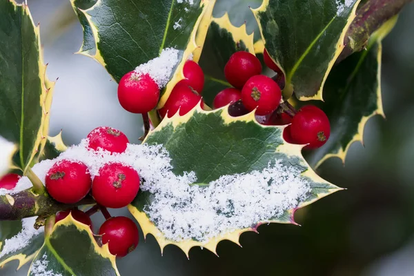 Gemensamma Holly med snö — Stockfoto