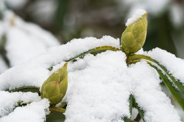 Rhododendron är täckt av snö — Stockfoto