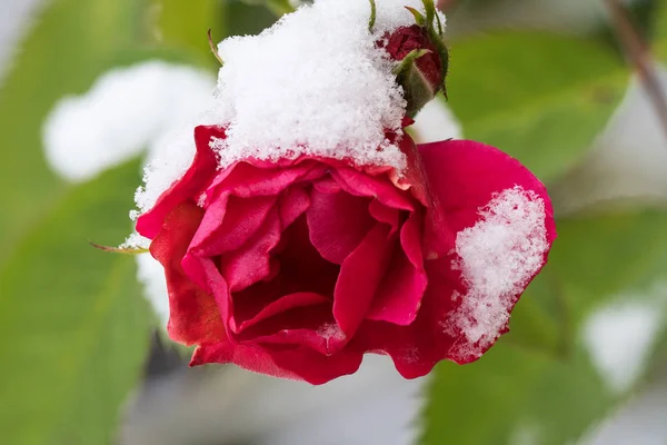 Rose rouge avec neige — Photo