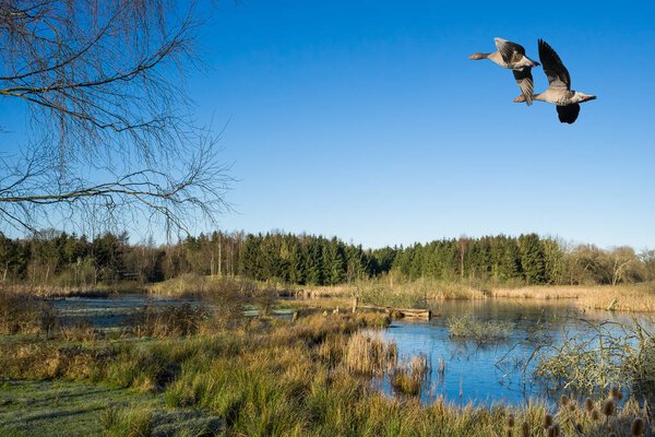 View over a small lake and meado