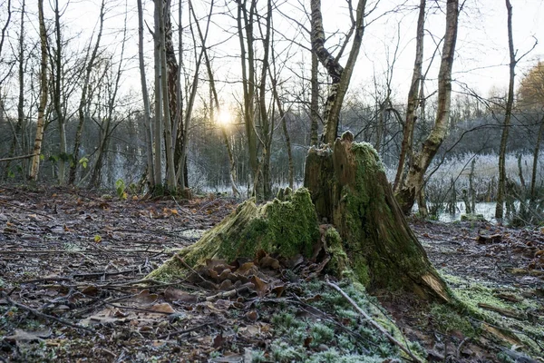 Tree stump with moss — Stock Photo, Image