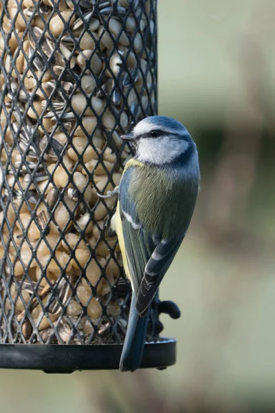 Bluetit üzerinde bir kuş Besleyici — Stok fotoğraf