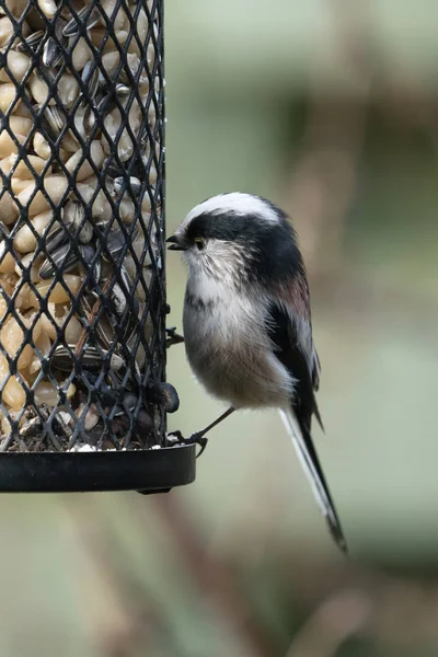 Langschwanzmeise am Vogelfutterhäuschen — Stockfoto