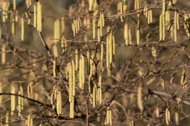 Hazel kedicikler yakın çekim
