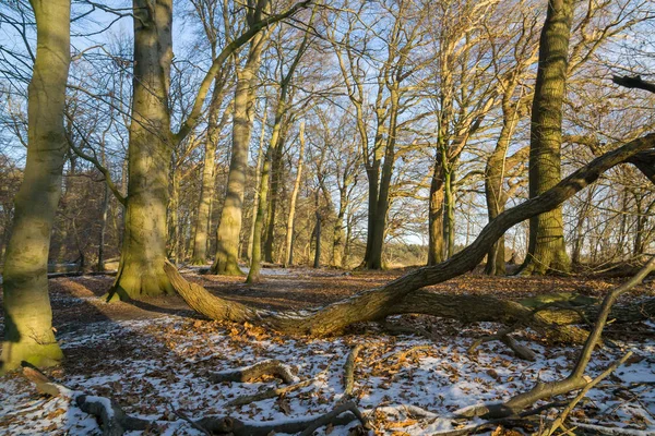 Beech forest in winter — Stock Photo, Image