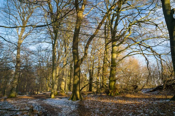 Bokskog på vintern — Stockfoto