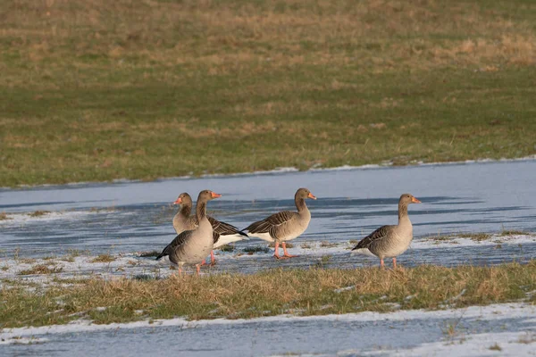 Greylag geese on grass field in winter — Stock Photo, Image