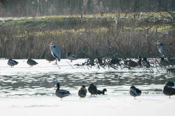 Birds on a frozen lake — Stock Photo, Image