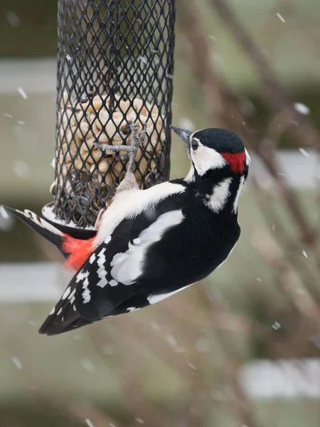 Great spotted woodpecker on bird feeder — Stock Photo, Image