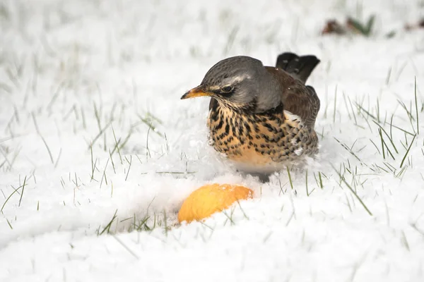 Fieldfare sitting in snow — Stock Photo, Image